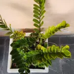 LOTE 248 - VAZO COM PLANTA VERDADEIRA ZAMICULCA (NO ESTADO)