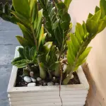 LOTE 248 - VAZO COM PLANTA VERDADEIRA ZAMICULCA (NO ESTADO)
