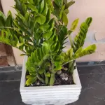 LOTE 249 - VAZO COM PLANTA VERDADEIRA ZAMICULCA (NO ESTADO)