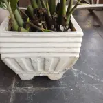 LOTE 249 - VAZO COM PLANTA VERDADEIRA ZAMICULCA (NO ESTADO)