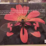 LOTE 614 - RARO LIVRO FLYING FLOWERS RICK SAMMON (NO ESTADO)