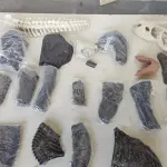 LOTE 485 - COLEÇÃO DE MONTAR FASCÍCULOS T REX DA SALVAR COM 50 REVISITAS, (NO ESTADO)