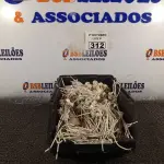 LOTE 312 - 01 LOTE COM GRANDE QUANTIDADE DE SOQUETES PARA LÂMPADAS DICROICA. (NO ESTADO) ATENÇÃO! FAZER A VISITAÇÃO ANTES DE ARREMATAR, NÃO SABEMOS SE FUNCIONA. LEILÃO NÃO TEM GARANTIA E NEM DEVOLUÇÃO, SUJEITO A POSSÍVEIS AVARIAS VISÍVEIS/OCULTAS E/OU AUSÊNCIA DE COMPONENTES.