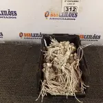 LOTE 312 - 01 LOTE COM GRANDE QUANTIDADE DE SOQUETES PARA LÂMPADAS DICROICA. (NO ESTADO) ATENÇÃO! FAZER A VISITAÇÃO ANTES DE ARREMATAR, NÃO SABEMOS SE FUNCIONA. LEILÃO NÃO TEM GARANTIA E NEM DEVOLUÇÃO, SUJEITO A POSSÍVEIS AVARIAS VISÍVEIS/OCULTAS E/OU AUSÊNCIA DE COMPONENTES.