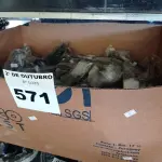 LOTE 571 - 01 LOTE COM VÁRIOS CABOS DE VÍDEO (DVI). (NO ESTADO) ATENÇÃO! FAZER A VISITAÇÃO ANTES DE ARREMATAR, NÃO SABEMOS SE FUNCIONA. LEILÃO NÃO TEM GARANTIA E NEM DEVOLUÇÃO, SUJEITO A POSSÍVEIS AVARIAS VISÍVEIS/OCULTAS E/OU AUSÊNCIA DE COMPONENTES.