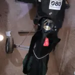 LOTE 080 - 01 CARRINHO DE GOLFE COM BOLSA TNT  DE TRANSPORTE ,12 TACOS DIVERSOS  E BOLAS (NO ESTADO, NÃO SABEMOS SE FUNCIONA. LEILÃO NÃO TEM GARANTIA E NEM DEVOLUÇÃO).