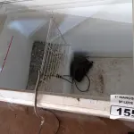 LOTE 155 - 01 FREEZER HORIZONTAL COM TAMPAS DE CORRER 220V. (NO ESTADO) ATENÇÃO! FAZER A VISITAÇÃO ANTES DE ARREMATAR, NÃO SABEMOS SE FUNCIONA. LEILÃO NÃO TEM GARANTIA E NEM DEVOLUÇÃO, SUJEITO A POSSÍVEIS AVARIAS VISÍVEIS/OCULTAS E/OU AUSÊNCIA DE COMPONENTES.