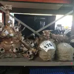 LOTE 176 - 03 LUSTRES EM METAL. (NO ESTADO) ATENÇÃO! FAZER A VISITAÇÃO ANTES DE ARREMATAR, NÃO SABEMOS SE FUNCIONA. LEILÃO NÃO TEM GARANTIA E NEM DEVOLUÇÃO, SUJEITO A POSSÍVEIS AVARIAS VISÍVEIS/OCULTAS E/OU AUSÊNCIA DE COMPONENTES.