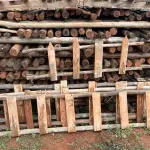 LOTE 534 - 01 LOTE COM APROXIMADAMENTE 377 ESCORAS DE EUCALIPTO PARA OBRA (NO ESTADO) (RETIRADA NA SMPW QUADRA 14 CONJUNTO 5 LOTE 3)