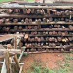 LOTE 534 - 01 LOTE COM APROXIMADAMENTE 377 ESCORAS DE EUCALIPTO PARA OBRA (NO ESTADO) (RETIRADA NA SMPW QUADRA 14 CONJUNTO 5 LOTE 3)