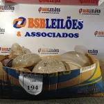 LOTE 194 - 01 LOTE COM LUMINÁRIAS EM VIDRO DIVERSAS (NO ESTADO). ATENÇÃO! FAZER A VISITAÇÃO ANTES DE ARREMATAR, NÃO SABEMOS SE FUNCIONA. LEILÃO NÃO TEM GARANTIA E NEM DEVOLUÇÃO, SUJEITO A POSSÍVEIS AVARIAS VISÍVEIS/OCULTAS E/OU AUSÊNCIA DE COMPONENTES.