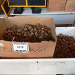 LOTE 260 - 01 LOTE COM GRANDE QUANTIDADE DE ROLDANAS DE PLÁSTICO. (NO ESTADO) ATENÇÃO! FAZER A VISITAÇÃO ANTES DE ARREMATAR, NÃO SABEMOS SE FUNCIONA. LEILÃO NÃO TEM GARANTIA E NEM DEVOLUÇÃO, SUJEITO A POSSÍVEIS AVARIAS VISÍVEIS/OCULTAS E/OU AUSÊNCIA DE COMPONENTES.
