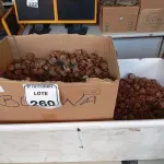 LOTE 260 - 01 LOTE COM GRANDE QUANTIDADE DE ROLDANAS DE PLÁSTICO. (NO ESTADO) ATENÇÃO! FAZER A VISITAÇÃO ANTES DE ARREMATAR, NÃO SABEMOS SE FUNCIONA. LEILÃO NÃO TEM GARANTIA E NEM DEVOLUÇÃO, SUJEITO A POSSÍVEIS AVARIAS VISÍVEIS/OCULTAS E/OU AUSÊNCIA DE COMPONENTES.