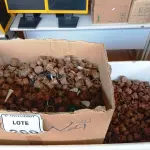 LOTE 260 - 01 LOTE COM GRANDE QUANTIDADE DE ROLDANAS DE PLÁSTICO. (NO ESTADO) ATENÇÃO! FAZER A VISITAÇÃO ANTES DE ARREMATAR, NÃO SABEMOS SE FUNCIONA. LEILÃO NÃO TEM GARANTIA E NEM DEVOLUÇÃO, SUJEITO A POSSÍVEIS AVARIAS VISÍVEIS/OCULTAS E/OU AUSÊNCIA DE COMPONENTES.