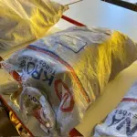 LOTE 509 - 29 LUVAS DE CORRER 19MM. (NO ESTADO) ATENÇÃO! FAZER A VISITAÇÃO ANTES DE ARREMATAR, NÃO SABEMOS SE FUNCIONA. LEILÃO NÃO TEM GARANTIA E NEM DEVOLUÇÃO, SUJEITO A POSSÍVEIS AVARIAS VISÍVEIS/OCULTAS E/OU AUSÊNCIA DE COMPONENTES.