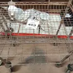 LOTE 403 - 01 CARRINHO PARA TRANSPORTE 03 BANDEJAS. (NO ESTADO) ATENÇÃO! FAZER A VISITAÇÃO ANTES DE ARREMATAR, NÃO SABEMOS SE FUNCIONA. LEILÃO NÃO TEM GARANTIA E NEM DEVOLUÇÃO, SUJEITO A POSSÍVEIS AVARIAS VISÍVEIS/OCULTAS E/OU AUSÊNCIA DE COMPONENTES.
