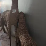 LOTE 638 - 04 RENAS DE PALHA TAMANHOS DIVERSOS.  (NO ESTADO) ATENÇÃO! FAZER A VISITAÇÃO ANTES DE ARREMATAR, NÃO SABEMOS SE FUNCIONA, LEILÃO NÃO TEM GARANTIA E NEM DEVOLUÇÃO, SUJEITO A POSSÍVEIS AVARIAS VISÍVEIS/OCULTAS E/OU AUSÊNCIA DE COMPONENTES.