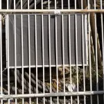 LOTE 324 - 01 PORTÃO DE FERRO COM APROXIMADAMENTE 4M. (NO ESTADO) ATENÇÃO! FAZER A VISITAÇÃO ANTES DE ARREMATAR, NÃO SABEMOS SE FUNCIONA. LEILÃO NÃO TEM GARANTIA E NEM DEVOLUÇÃO, SUJEITO A POSSÍVEIS AVARIAS VISÍVEIS/OCULTAS E/OU AUSÊNCIA DE COMPONENTES.