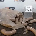 LOTE 179 - 01 LOTE COM VÁRIAS CURVAS 90-40MM MARCA KRONA. (NO ESTADO) ATENÇÃO! FAZER A VISITAÇÃO ANTES DE ARREMATAR, NÃO SABEMOS SE FUNCIONA. LEILÃO NÃO TEM GARANTIA E NEM DEVOLUÇÃO, SUJEITO A POSSÍVEIS AVARIAS VISÍVEIS/OCULTAS E/OU AUSÊNCIA DE COMPONENTES.