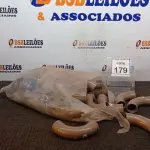 LOTE 179 - 01 LOTE COM VÁRIAS CURVAS 90-40MM MARCA KRONA. (NO ESTADO) ATENÇÃO! FAZER A VISITAÇÃO ANTES DE ARREMATAR, NÃO SABEMOS SE FUNCIONA. LEILÃO NÃO TEM GARANTIA E NEM DEVOLUÇÃO, SUJEITO A POSSÍVEIS AVARIAS VISÍVEIS/OCULTAS E/OU AUSÊNCIA DE COMPONENTES.