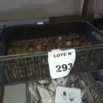 01 LOTE COM INTERRUPTORES E ACABAMENTOS.  (NO ESTADO, NÃO SABEMOS SE FUNCIONA. LEILÃO NÃO TEM GARANTIA E NEM DEVOLUÇÃO, SUJEITO A POSSÍVEIS AVARIAS VISÍVEIS/OCULTAS E/OU AUSÊNCIA DE COMPONENTES)